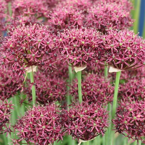 Allium Bulbs Atropurpureum